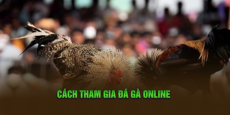 Cách tham gia đá gà online